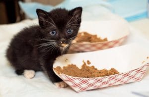 yeni doğan kedi mama