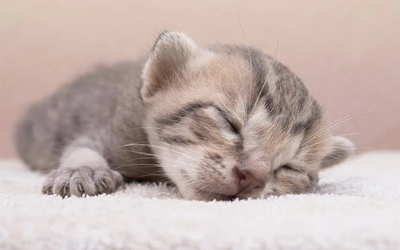 Yeni doğan kedi