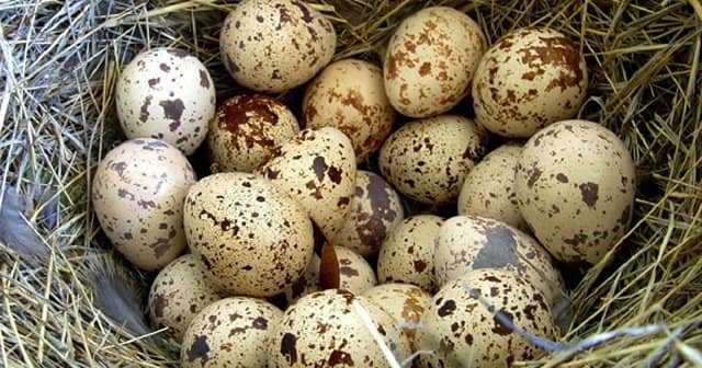 Bebeklere Bıldırcın Yumurtası Ne Zaman Verilir?